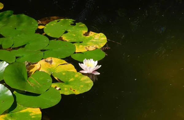 Soçi gölünde nilüfer çiçeği.