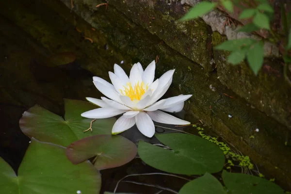 Zambaklar ev havuzunda, yakın mesafede.