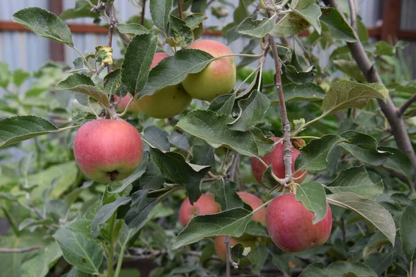 Apples Home Garden Close — Stock Photo, Image