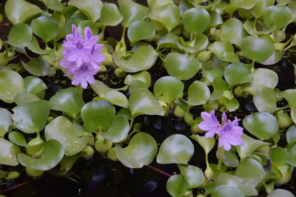 Wasserblumen Heimischen Teich — Stockfoto