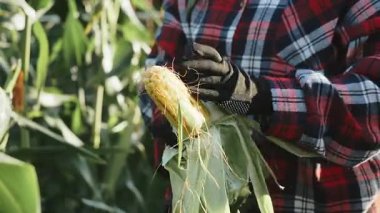 Çiftlikte mısır koçanı soyan eldivenli çiftçilere yakın durun. Sağlıklı doğal gıdalar. Toplanan mahsulün kabuğunu kaldır. Organik tarım ve bahçıvanlık. 