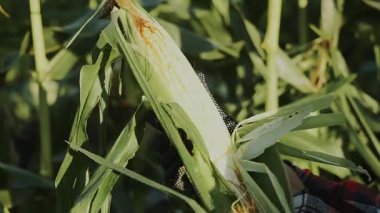 Çiftlikte mısır koçanı soyan eldivenli çiftçilere yakın durun. Sağlıklı doğal gıdalar. Toplanan mahsulün kabuğunu kaldır. Organik tarım ve bahçıvanlık. 