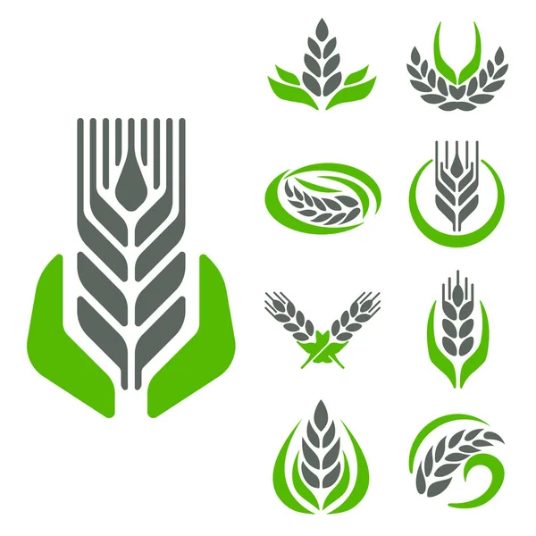 Orejas de cereales y granos agricultura industria o logotipo insignia diseño vector alimentación ilustración orgánica símbolo natural — Archivo Imágenes Vectoriales