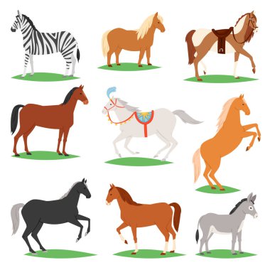 At vektör hayvan at üreme veya binicilik ve at veya at aygır illüstrasyon midilli zebra ve eşek karakter beyaz arka plan üzerinde izole hayvansı atız seti
