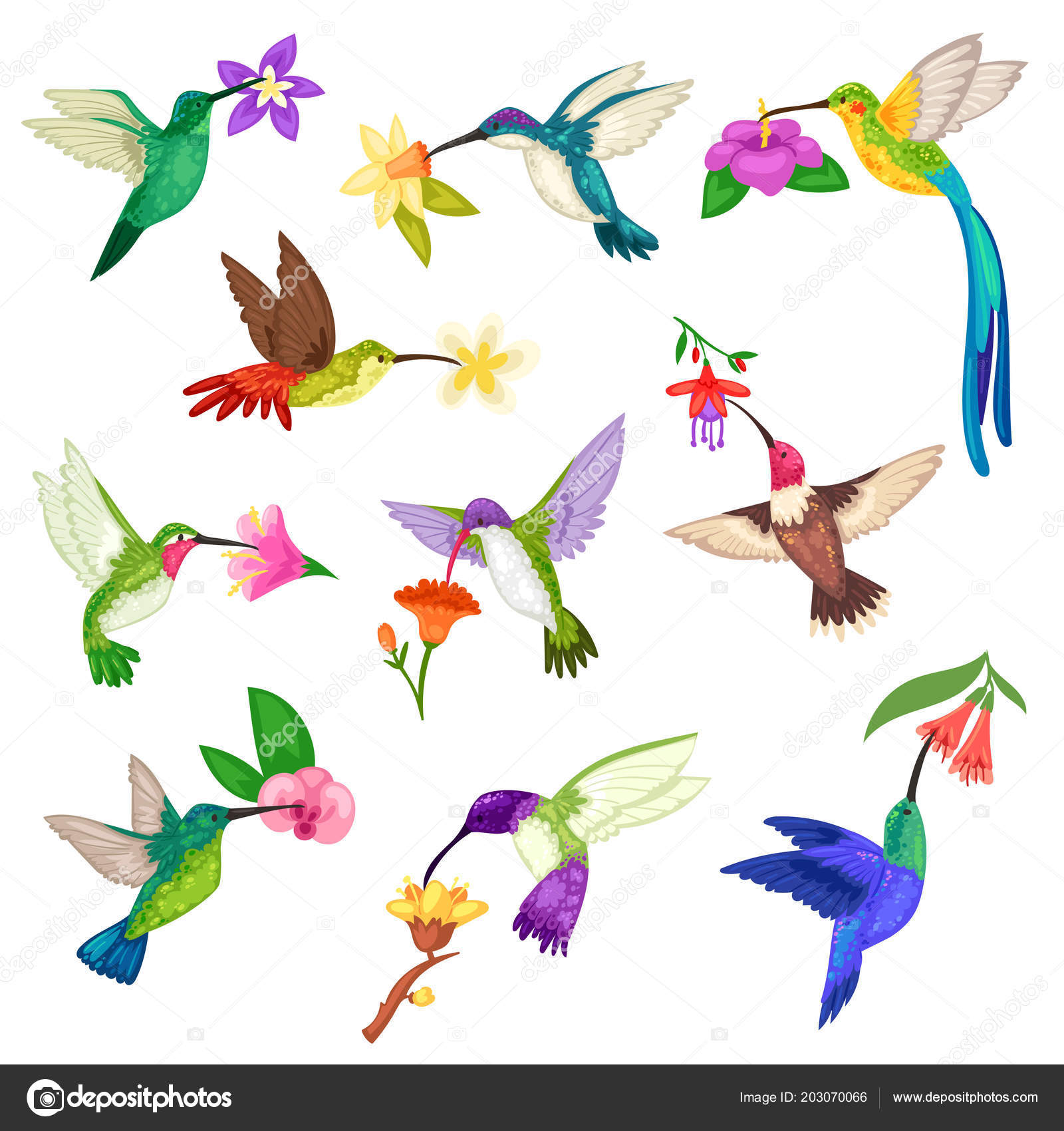ハチドリ ベクトル熱帯ハミング鳥エキゾチックな花自然野生動物イラストの美しいバーディー翼の文字セット熱帯に孤立した白い背景でハミングバードを飛んで  ストックベクター ©VectorShow 203070066, image size:1600x1700