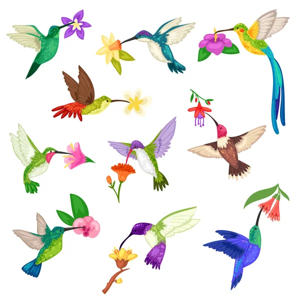 Colibrí vector tropical tarareo aves personaje con alas hermosas birdie en flores exóticas en la ilustración de naturaleza vida silvestre juego de vuelo de colibrí en Trópico aislado sobre fondo blanco — Vector de stock