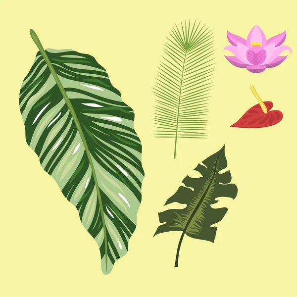 Folhas tropicais verão selva exótica verde folha de palma natureza planta botânica hawaii flora vetor ilustração . —  Vetores de Stock