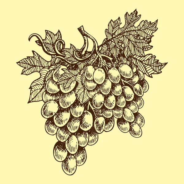 Szőlőfürtök növekednek kézzel rajzolt szőlőművelés vektoros illusztráció vázlat természet élelmiszer lédús bogyó. — Stock Vector