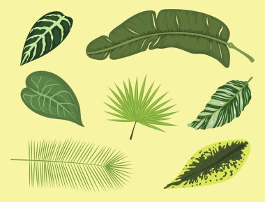 Tropikal yaprak yaz yeşil egzotik orman palmiye yaprağı doğa bitki botanik hawaii flora vektör çizim.