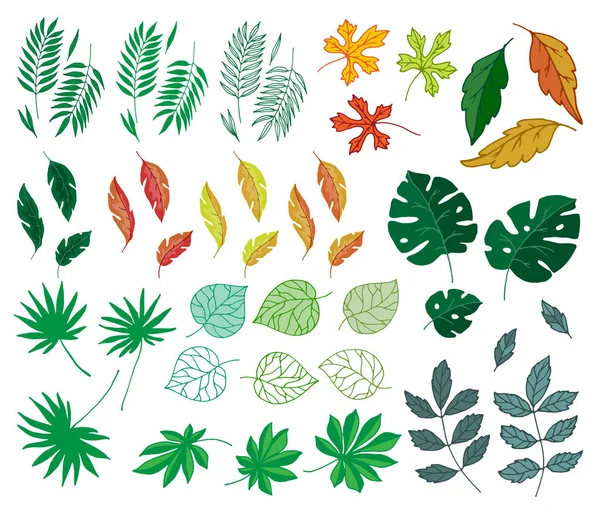 Diferentes hojas tropicales verano verde selva exótica hoja de palma naturaleza planta botánica hawaii flora vector ilustración . — Vector de stock