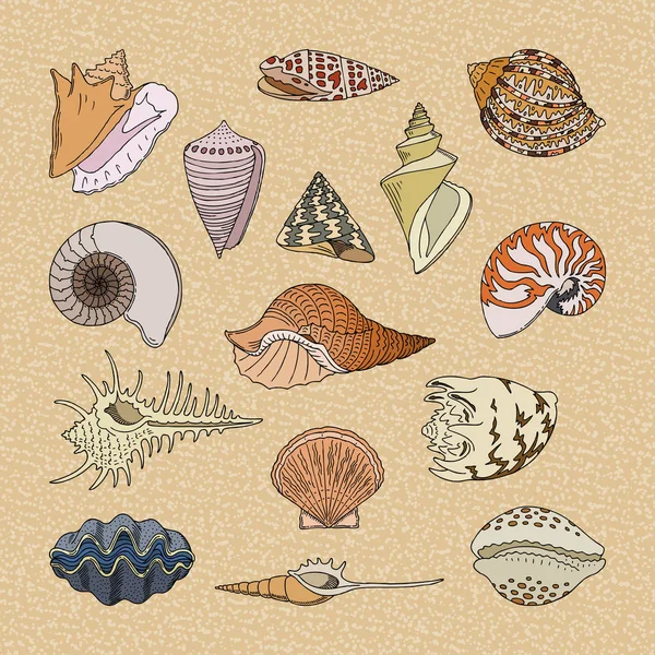 Deniz kabuğu ve okyanus cockle-kabuk sualtı resimde kümesi kabuklu deniz ürünleri ve istiridye kabuğu veya deniz kabuğu kabuk üzerinde arka izole kabukları vektör — Stok Vektör
