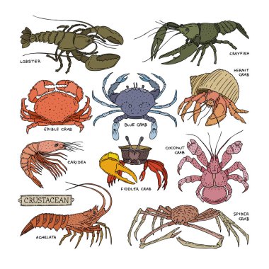 Kabuklu vektör yengeç hayvanlar karides deniz kümesi beyaz arka plan üzerinde izole okyanus ıstakoz ve kerevit veya kerevit Deniz ürünleri illüstrasyon kabuklu karides