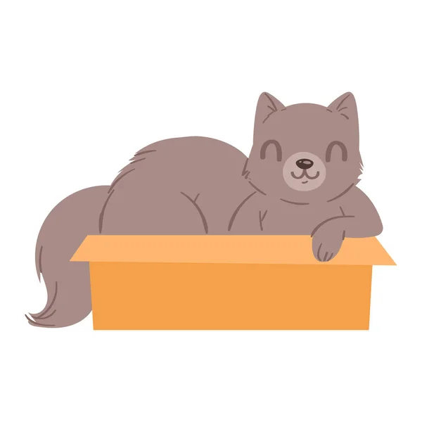 Gato en caja vector gatito mascota carácter animal doméstico gatito en caja regalo ilustración felino conjunto de pussycat escondido en paquete aislado sobre fondo blanco — Archivo Imágenes Vectoriales