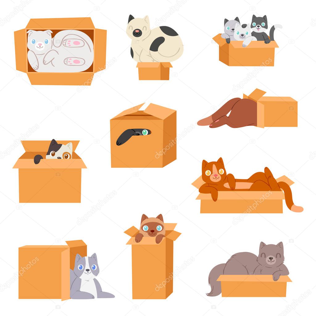 Cat in box vector kitty pet character domestic animal kitten in boxed gift illustration feline set of pussycat hidding in package isolated on white background