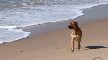 Dog Walking on Beach of  Ocean 