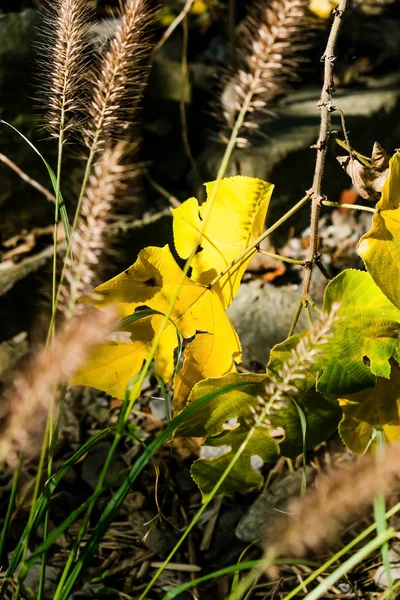 Zöld és sárga levelek Leaf erdei Wilderness természetvédelmi szimbolikus, Sunflare Bokeh mélysége of a mező — Stock Fotó