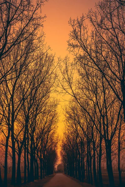 Trees Lane Sunset Afternoon Orange Skies Dark Forest Path Trail Road Perspective Looking Down Going