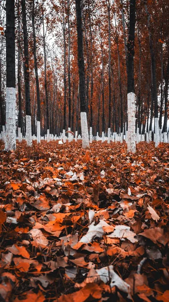 Πολύχρωμο φθινόπωρο φύλλα στο έδαφος Closeup φύση κίτρινο κόκκινο δάσος δάσος βάση φυσικών — Φωτογραφία Αρχείου
