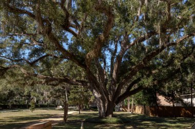 Ağlayan söğüt ağacı gündüz ayrıntılarını yazın hava altında yakın ağaç kabuğu doğal bitki