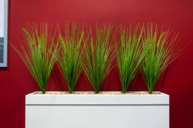 Corporate Office Decoration  with Green Plants on Red Background 