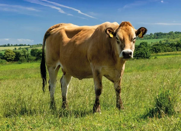 Cow in the nature.