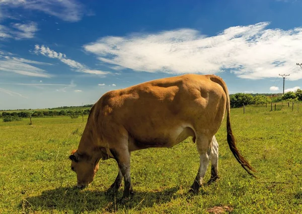 Cow in the nature.