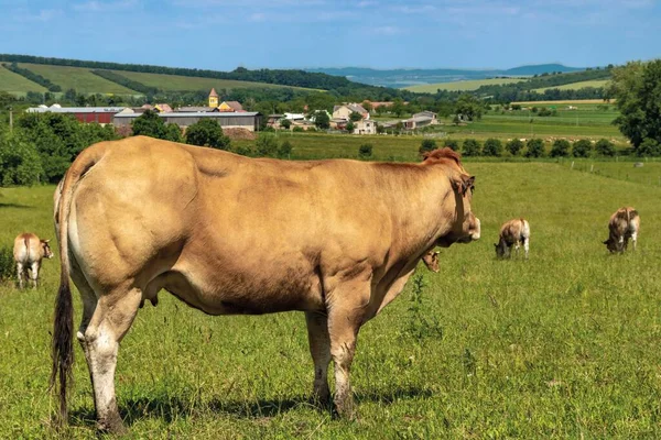 Cow in the nature.