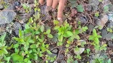 Person Touches Mimosa Pudica Plant and Leaves React by Folding