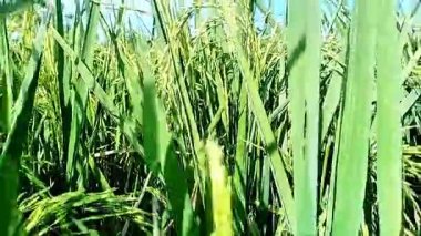 Smooth Camera Motion Across Vibrant Green Rice Seedlings in Countryside Field
