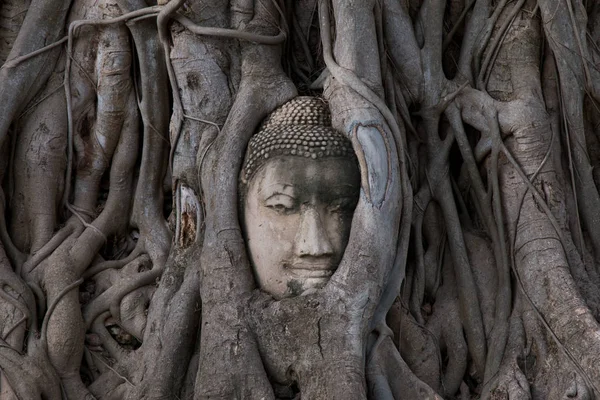 Buddha Head Statue Trapped Roots Bodhi Tree Wat Mahathat Ayutthaya — Stock Photo, Image