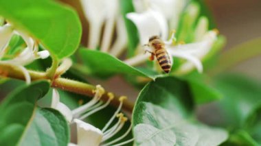 çiçek üzerinde bal arısı yavaş hareket