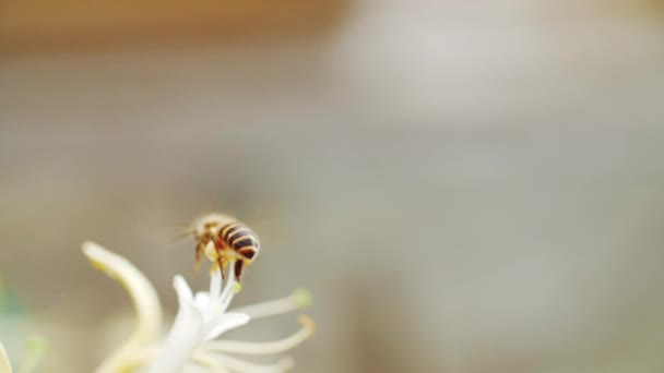 Zeitlupe der Honigbiene auf der Blüte — Stockvideo