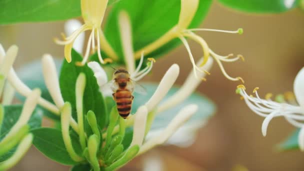 Slow Motion av Honey Bee på blomma — Stockvideo