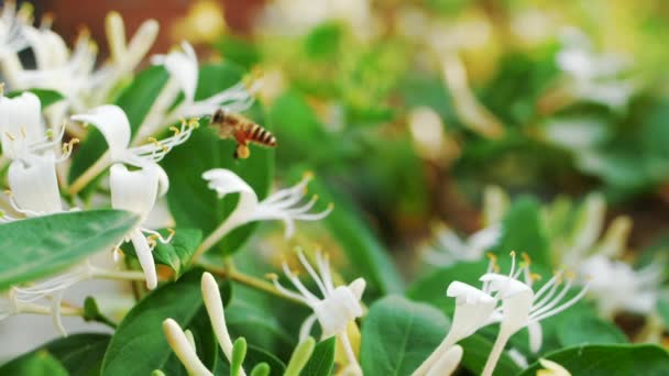 Slow Motion van Honey Bee op bloem — Stockvideo