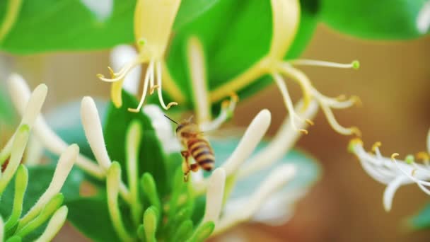 Lent mouvement de l'abeille domestique sur la fleur — Video