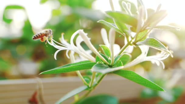 Lent mouvement de l'abeille domestique sur la fleur — Video