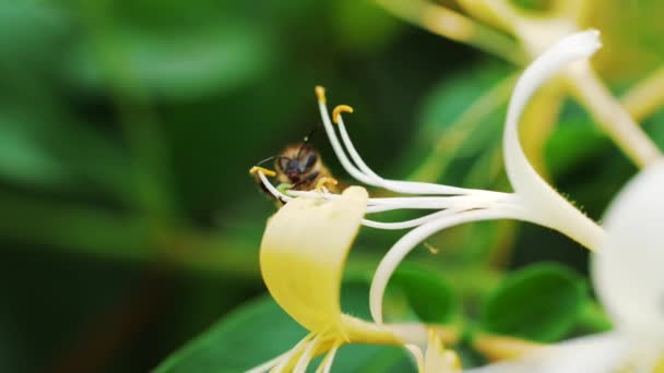 Lent mouvement de l'abeille domestique sur la fleur — Video