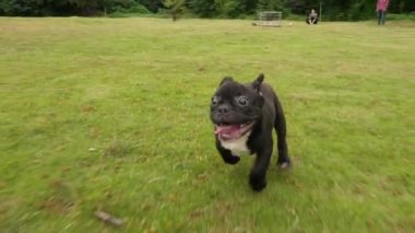 Siyah Fransız Bulldog köpek açık çalışan, 4k