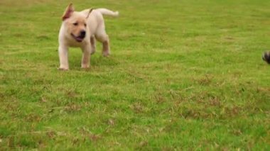Güzel köpek Labrador çim, 4k kameraya çalışan