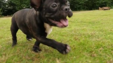 Siyah Fransız Bulldog köpek açık çalışan, 4k