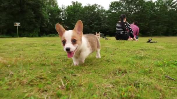 One lovely Welsh Corgi puppy running, 4k — стоковое видео