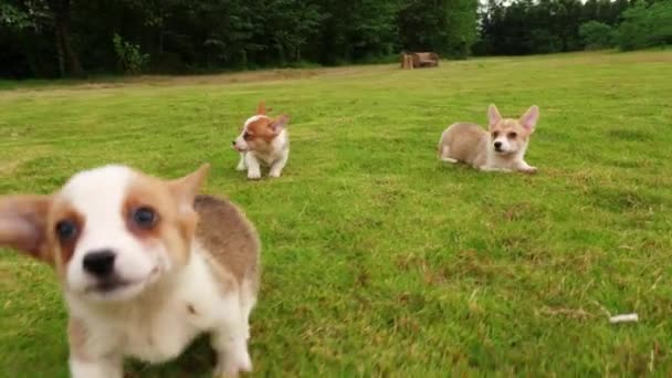 Счастливый щенок под открытым небом — стоковое видео