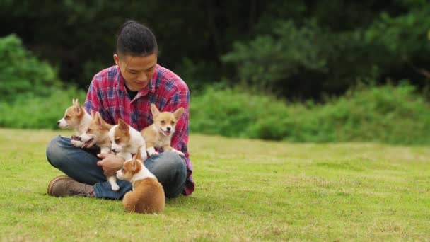 Joven con sus cinco cachorros Corgi al aire libre, 4k — Vídeos de Stock