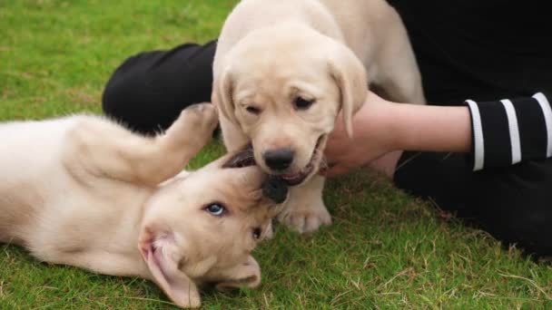 Dos cachorros Labrador jugando juntos al aire libre, 4k — Vídeos de Stock