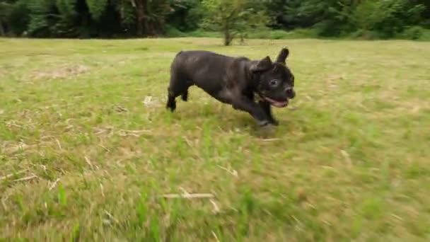 Černý francouzský pejsek Bulldogů běžící venku, 4k — Stock video