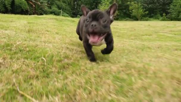 Svart Fransk Bulldog valp löpning utomhus, 4K — Stockvideo