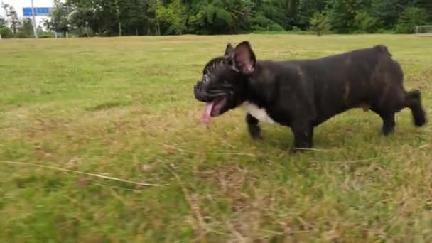 Cachorro Bulldog francês preto ao ar livre, 4k — Vídeo de Stock