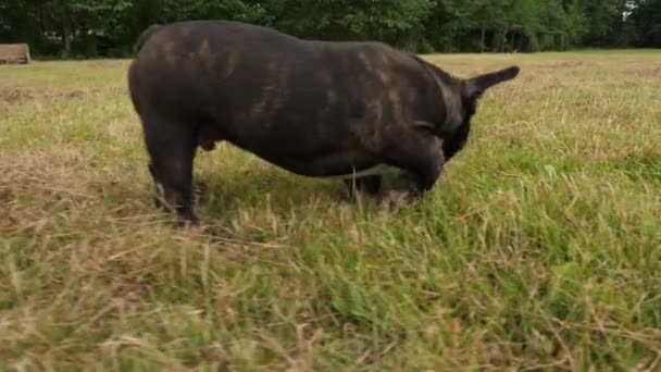 Negro francés Bulldog cachorro al aire libre, 4k — Vídeos de Stock