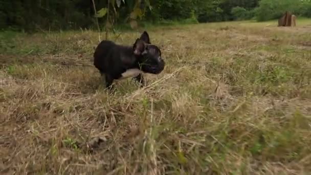 Svart Fransk Bulldog valp utomhus, 4K — Stockvideo