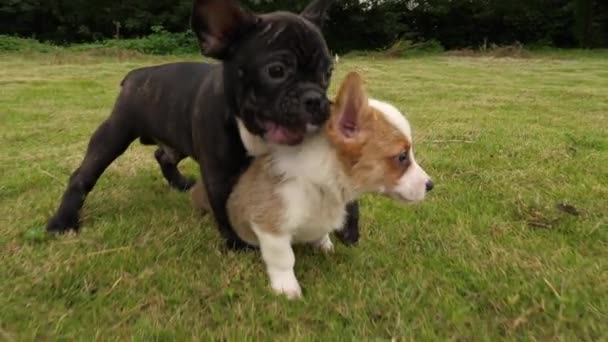 Precioso cachorro perro jugando al aire libre en el césped, 4k — Vídeos de Stock